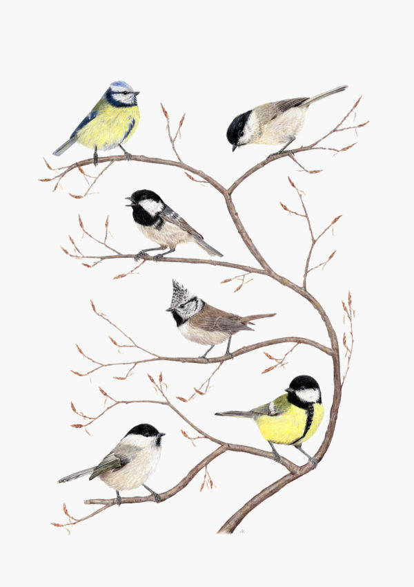 Fine art print - Tit species of Switzerland