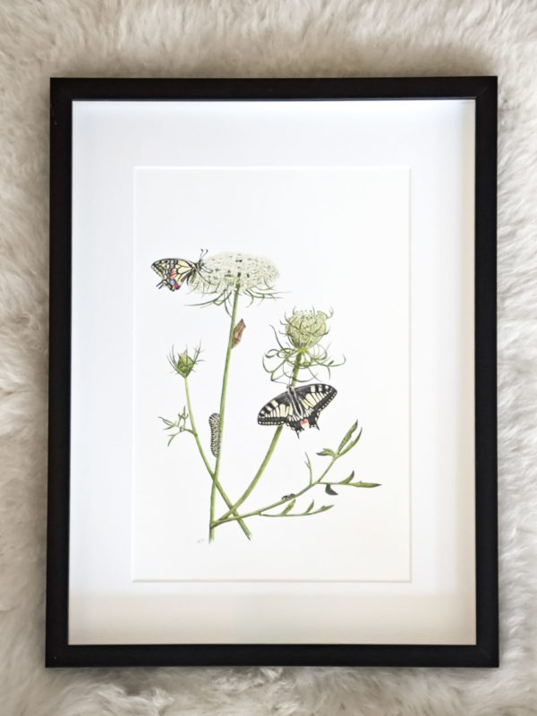 Framed original drawing – Swallowtail on wild carrot (Metamorphosis series)