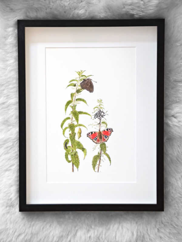 Framed original drawing – Peacock butterfly on nettle (Metamorphosis series)