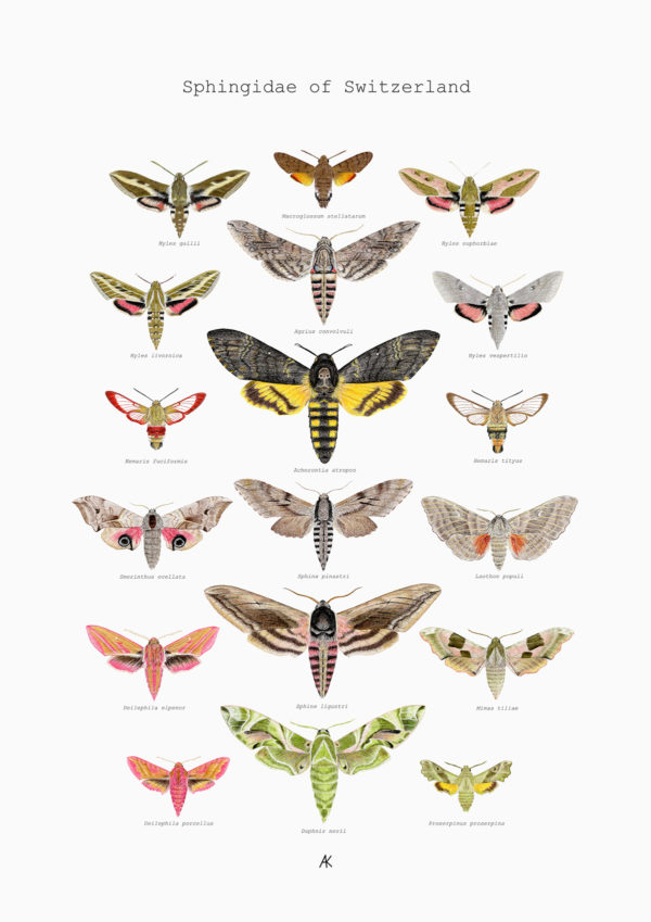 Fine art print - Sphingidae of Switzerland (A3)