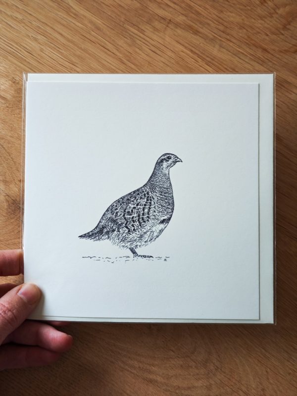 Greeting card - Grey partridge