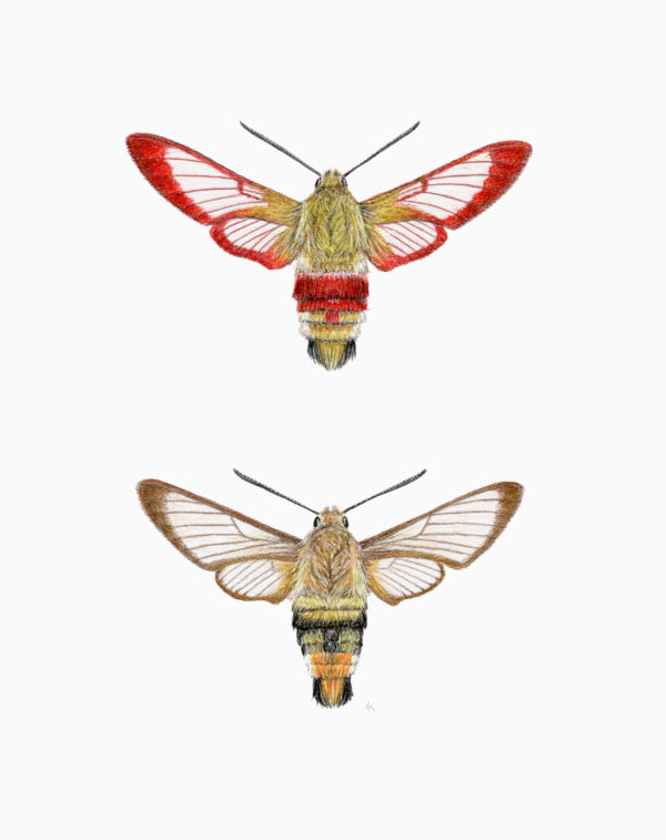 Fine art print - Broad-bordered bee hawkmoth & Narrow-bordered bee hawkmoth (A5)