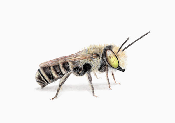 Fine art print - Alfalfa leafcutting bee (A5)