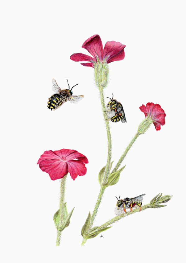 Fine art print - European wool carder bees on European campion (A5)