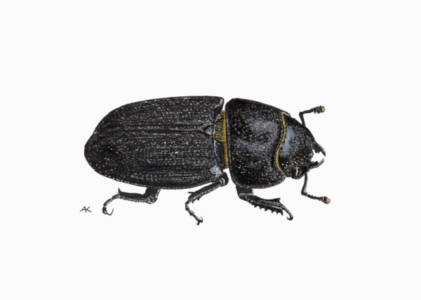Fine art print - Lesser stag beetle (A6)