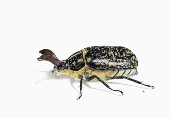 Fine art print - Pine chafer (A5)