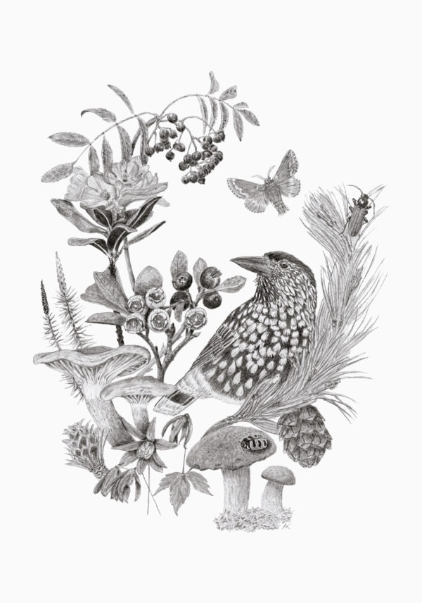 Fine art print - Typical species of larch and swiss pine forests (A5)