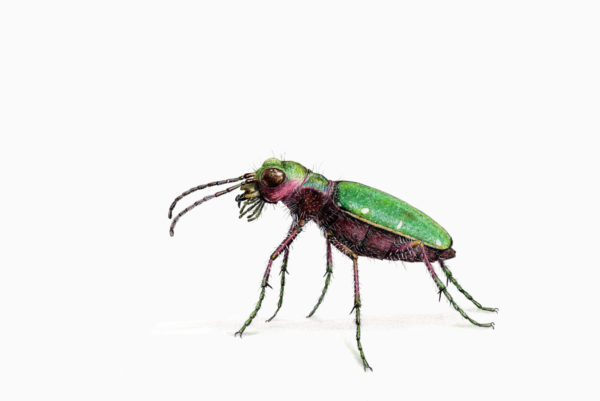 Fine art print - Green tiger beetle (A5)