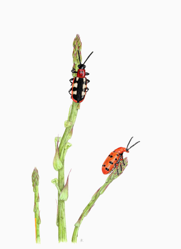 Fine art print - Asparagus beetles (A4)