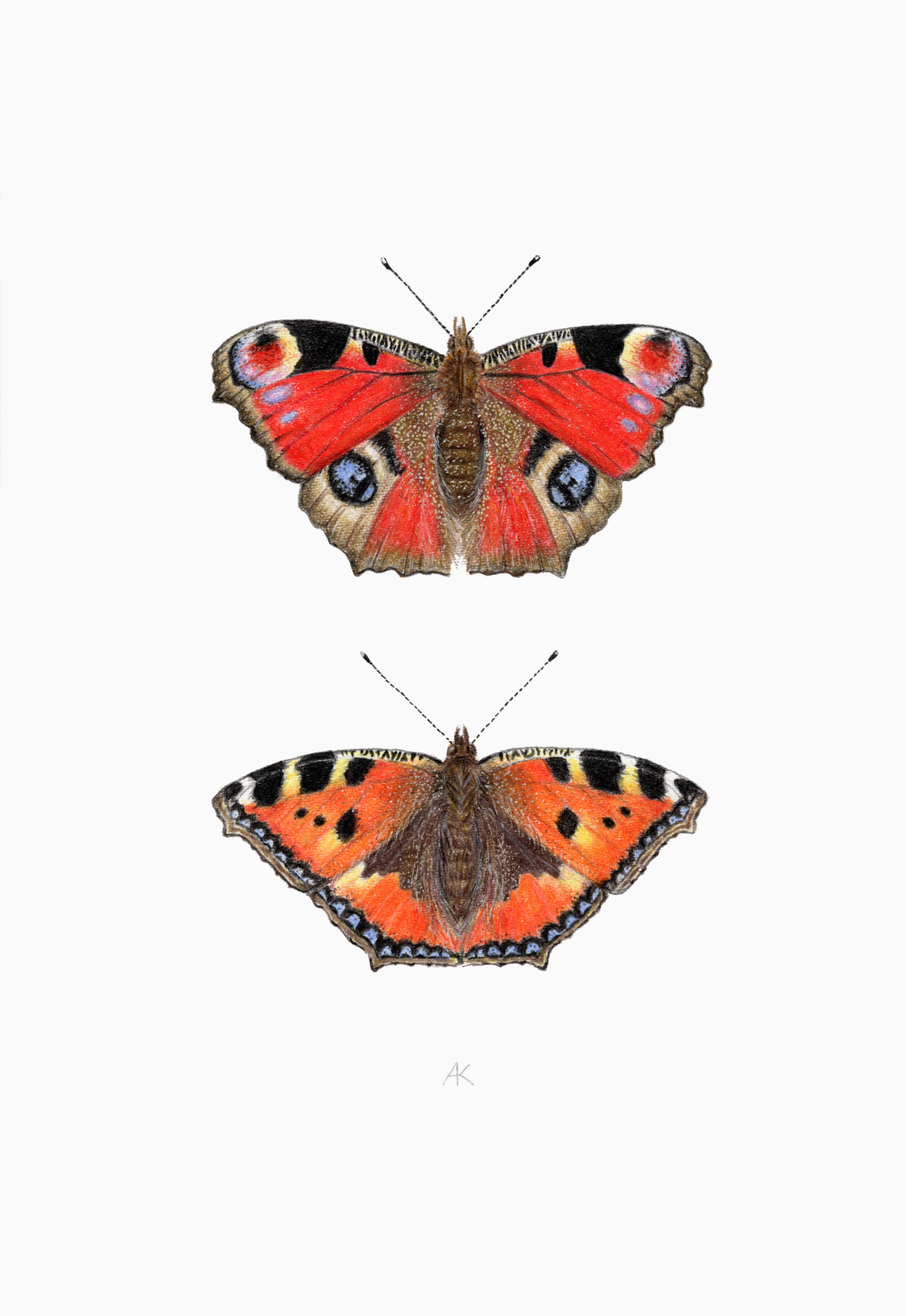 Fine art print - Peacock butterfly and Small tortoiseshell (A4)