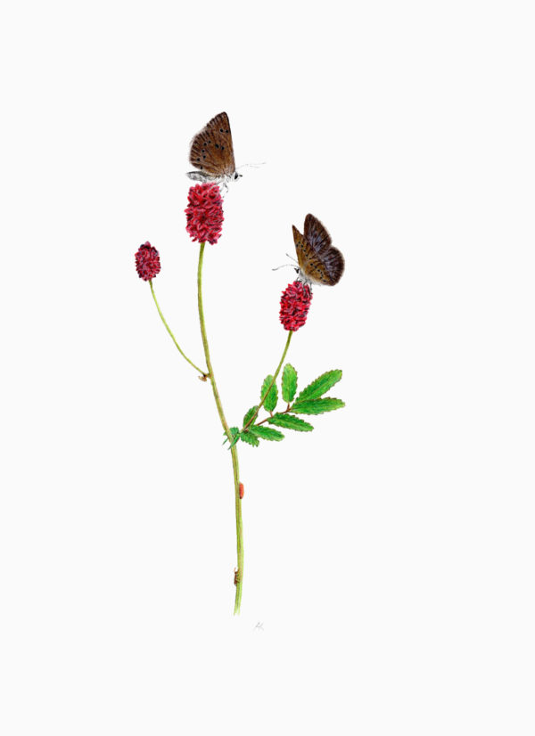 Fine art print - Dusky large blue on great burnet (A4)