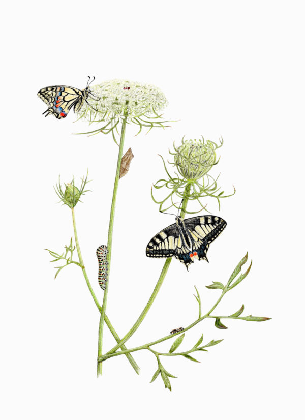 Fine art print - Swallowtail on wild carrot (A4)