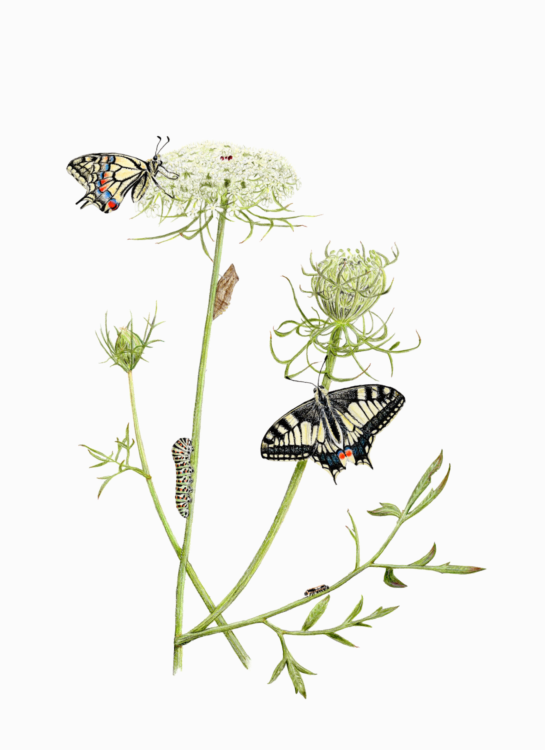 Fine art print - Swallowtail on wild carrot (A4)