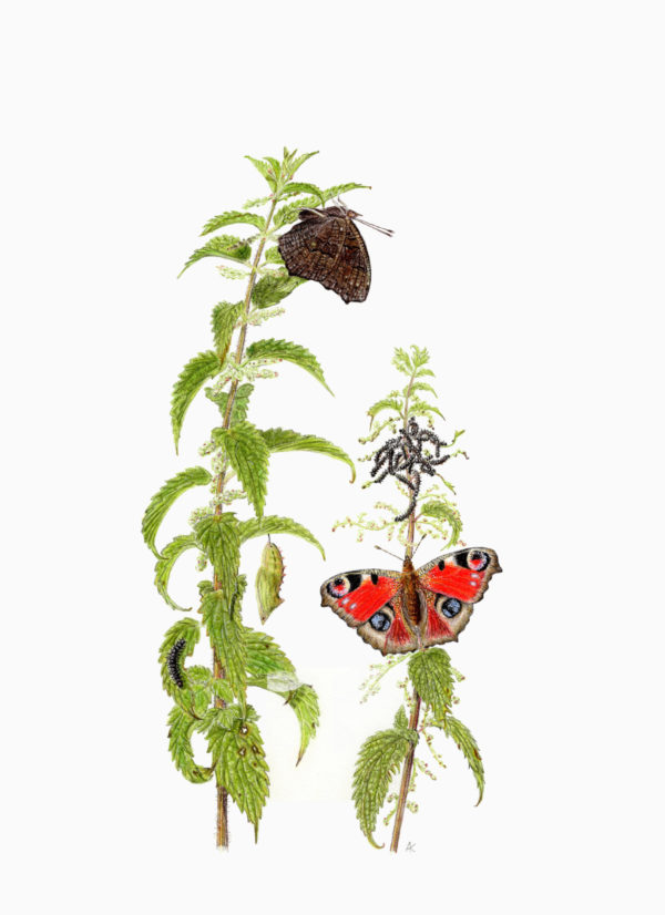 Fine art print - Peacock butterfly on nettle (A4)