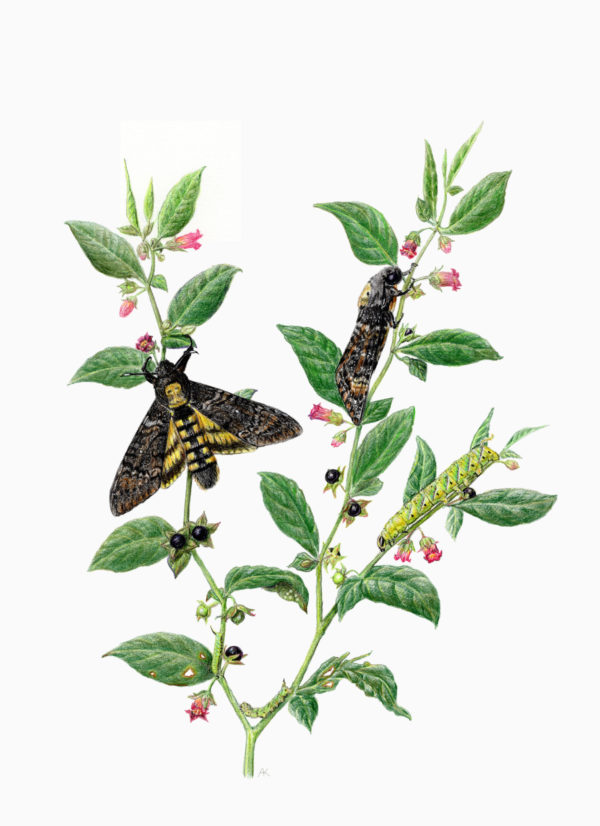 Fine art print - Death’s head hawkmoth on belladonna (A4)