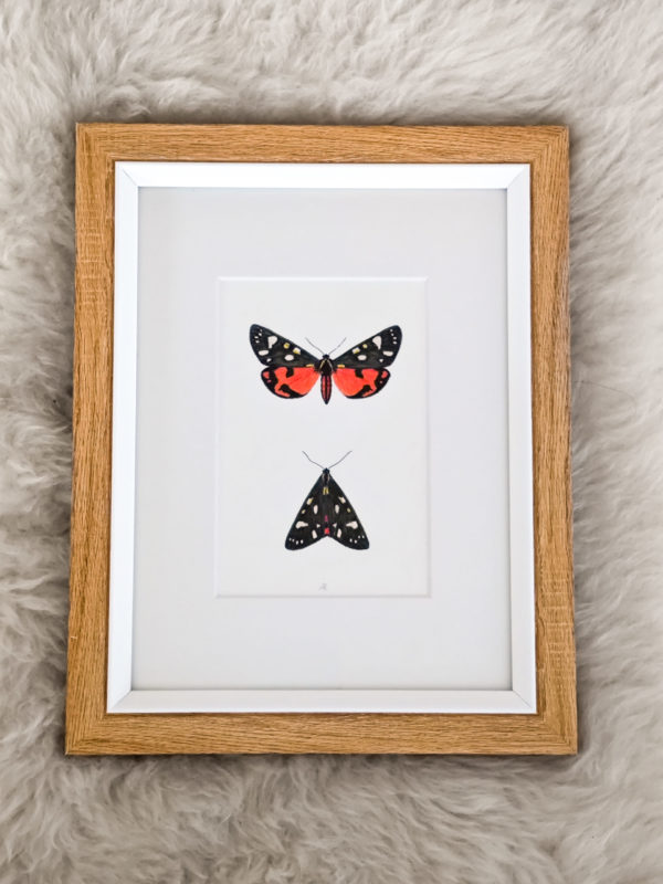 Framed original drawing – Scarlet tiger moth