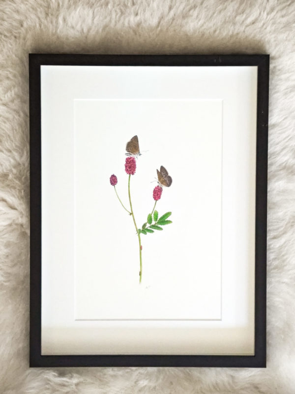 Framed original drawing – Dusky large blue on great burnet (Metamorphosis series)