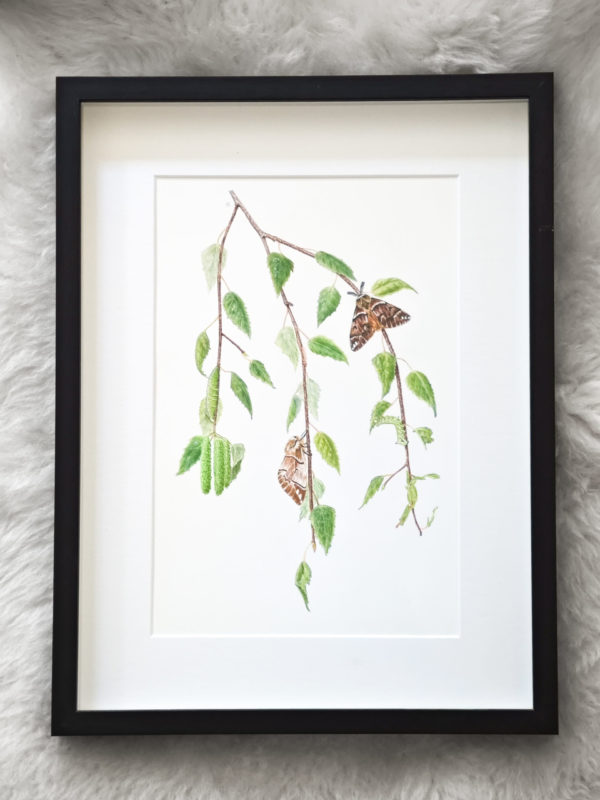 Framed original drawing – Kentish glory on silver beech (Metamorphosis series)