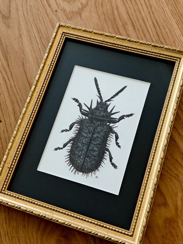 Framed original drawing – Hispa atra