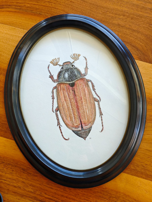 Framed original drawing – Cockchafer / Hanneton commun